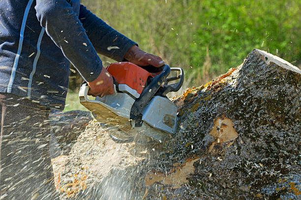 Tree and Shrub Care in Locust Valley, NY